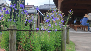 「花菖蒲」が終わり、