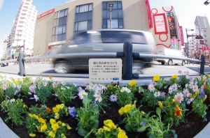 亀有駅南口の花壇