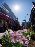 亀有駅北口の花壇です