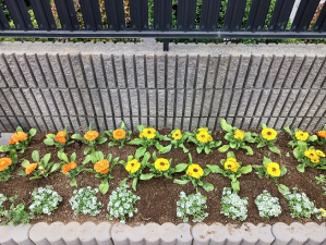 とても綺麗な花壇です♡