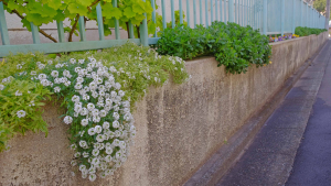 元気に根付いた宿根草