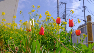 公園で、花が呼んでいる。