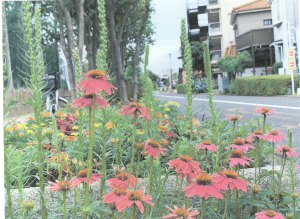 常盤花小路花壇