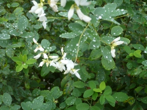 雨にぬれてひっそりと萩の花 水元３丁目(4)