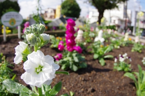 植え替えたばかりの花壇